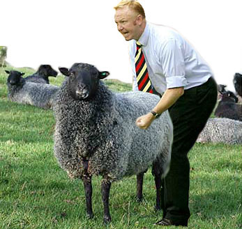 Big Eck Shagging Sheep